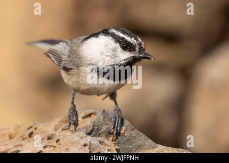 Montagna chickadee (Poecile Gambeli), Cabin Lake Viewing Blind, Deschutes National Forest, Oregon Foto Stock