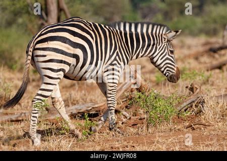 Zebra di Burchell (Equus quagga burchellii), passeggiate con zebra per adulti, Parco nazionale di Kruger, Sudafrica, Africa Foto Stock