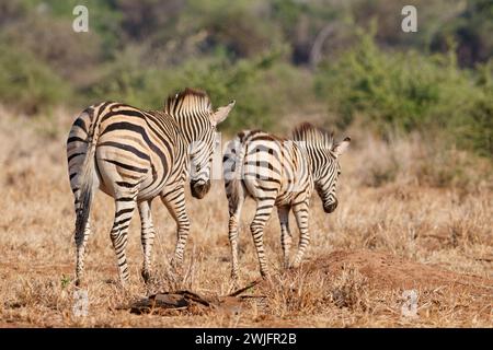 Zebre di Burchell (Equus quagga burchellii), adulto con zebre puledro che cammina nelle praterie asciutte, nel Parco nazionale di Kruger, Sudafrica, Africa Foto Stock