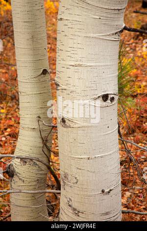 Tronchi di Quaking aspen (Populus tremuloides), Deschutes National Forest, Oregon Foto Stock