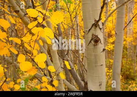 Quaking aspen (Populus tremuloides) trunk, Shevlin Park, Bend, Oregon Foto Stock