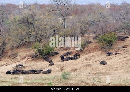 Bufali del Capo (Syncerus caffer caffer caffer), mandria che riposa sulle rive del fiume Olifants, Parco Nazionale di Kruger, Sudafrica, Africa Foto Stock