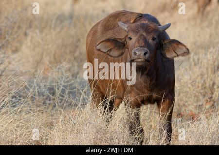 Bufalo del Capo (Syncerus caffer caffer), giovane vitello in erba alta e secca, guardando la macchina fotografica, Parco Nazionale di Kruger, Sudafrica, Africa Foto Stock