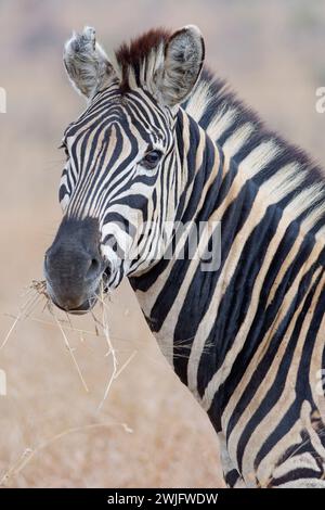 Zebra di Burchell (Equus quagga burchellii), cibo per adulti su erba secca, ritratto di animali, Parco Nazionale Kruger, Sudafrica, Africa Foto Stock