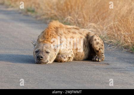 Iena maculata (Crocuta crocuta), adulto sdraiato che riposa sulla strada asfaltata, luce del mattino, Parco Nazionale di Kruger, Sudafrica, Africa Foto Stock