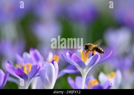 Monaco, Germania. 15 febbraio 2024. Un'ape siede su un croco fiorente nel Parco Luitpold. Credito: Katrin Requadt/dpa/Alamy Live News Foto Stock