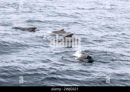 Il blu profondo del mare delle Andene ospita una famiglia di balene pilota (Globicephala melas) catturate a metà nuotata, con i giovani vitelli nel loro elemento Foto Stock