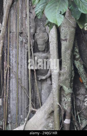 Statua tra un albero nel tempio di Ta Prohm nel complesso di Angkor vicino a Siem Reap Foto Stock
