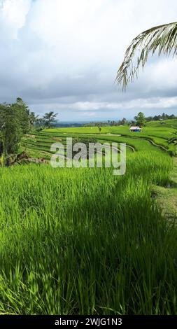 Jatiluwih terrazze di riso a Bali Foto Stock