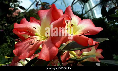 Flowers in the Cloud Dome presso i Gardens by the Bay di Singapore Foto Stock