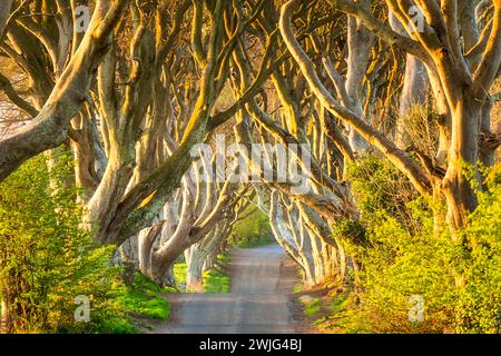 Dark Hedges - viuzze di faggi nell'Irlanda del Nord. Irlanda del Nord Foto Stock