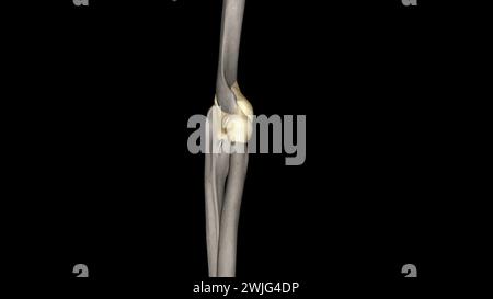 Illustrazione 3d della capsula del giunto a gomito Foto Stock