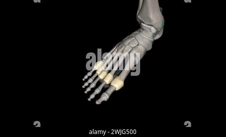 Capsula articolare metatarsofalangea 3d medico Foto Stock