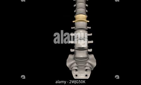 La regione lombare della colonna vertebrale, più comunemente nota come parte inferiore della schiena, è costituita da cinque vertebre etichettate da L1 a L5 illustrazione 3d. Foto Stock