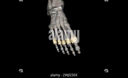 Capsula articolare metatarsofalangea 3d medico Foto Stock