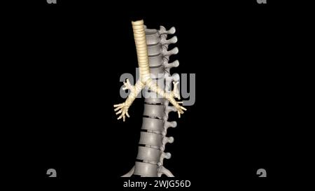 Trachea, nei vertebrati e negli invertebrati, un tubo o un sistema di tubi che porta l'illustrazione 3d dell'aria Foto Stock