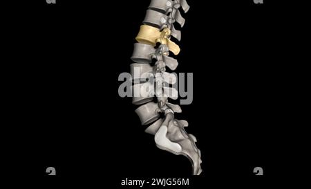 La regione lombare della colonna vertebrale, più comunemente nota come parte inferiore della schiena, è costituita da cinque vertebre etichettate da L1 a L5 illustrazione 3d. Foto Stock