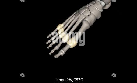 Capsula articolare metatarsofalangea 3d medico Foto Stock