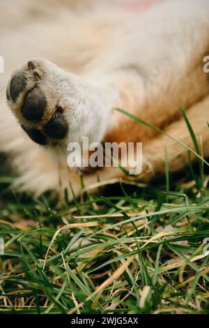 Il cane giace e riposa sulla schiena mentre cammina nel parco sull'erba verde. Gallese corgi pembroke, gamba posteriore ravvicinata. Foto Stock