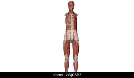 L'addome è la parte del corpo tra il torace (torace) e il bacino, negli esseri umani e in altri vertebrati. rendering 3d. Foto Stock