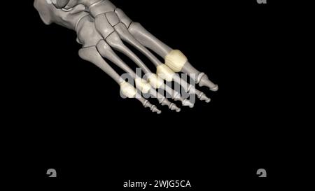 Capsula articolare metatarsofalangea 3d medico Foto Stock