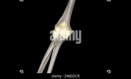 Illustrazione 3d della capsula del giunto a gomito Foto Stock