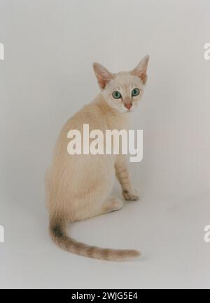 Tonkinese Lilac Tabby Foto Stock