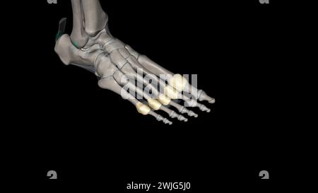 Capsula articolare metatarsofalangea 3d medico Foto Stock