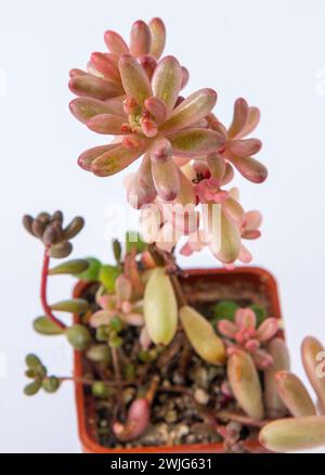 Sedum rubrotinctum Aurora pianta succulenta. Piccolo fiore su sfondo bianco Foto Stock