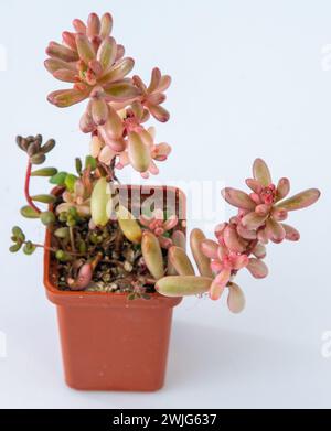 Sedum rubrotinctum Aurora pianta succulenta. Piccolo fiore su sfondo bianco Foto Stock