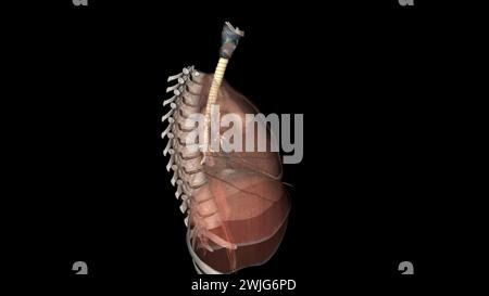 Trachea, nei vertebrati e negli invertebrati, un tubo o un sistema di tubi che porta l'illustrazione 3d dell'aria Foto Stock