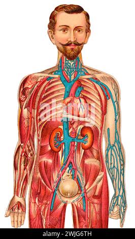 Illustrazioni mediche di una figura maschile, Germania, circa 1930, Europa Foto Stock