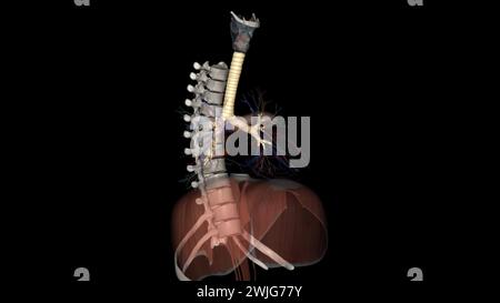 Trachea, nei vertebrati e negli invertebrati, un tubo o un sistema di tubi che porta l'illustrazione 3d dell'aria Foto Stock