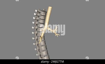 Trachea, nei vertebrati e negli invertebrati, un tubo o un sistema di tubi che porta l'illustrazione 3d dell'aria Foto Stock