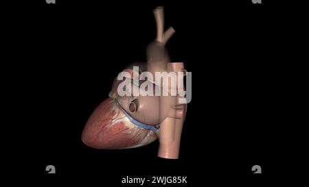 Anatomia cardiaca (esterna) superficie anteriore o sterenocostale: Principalmente l'illustrazione 3d del ventricolo destro Foto Stock