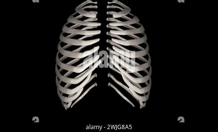 Le costole umane sono ossa piatte che formano parte della gabbia toracica per aiutare a proteggere l'illustrazione organs3d interna gli esseri umani hanno solitamente 24 costole, in 12 coppie 3d il Foto Stock