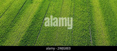 Vista aerea del verde campo di grano. Concetto di agricoltura e agricoltura. Foto Stock
