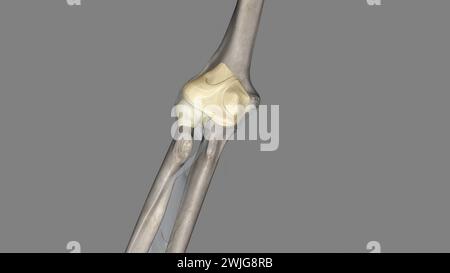 Illustrazione 3d della capsula del giunto a gomito Foto Stock