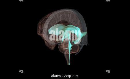 I ventricoli sono strutture che producono liquido cerebrospinale e lo trasportano intorno alla cavity3d illustrazione Foto Stock