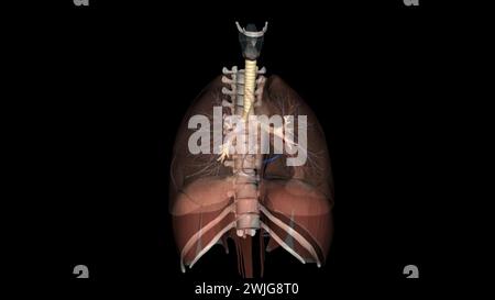 Trachea, nei vertebrati e negli invertebrati, un tubo o un sistema di tubi che porta l'illustrazione 3d dell'aria Foto Stock