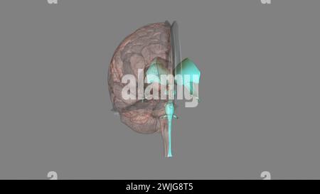 I ventricoli sono strutture che producono liquido cerebrospinale e lo trasportano intorno alla cavity3d illustrazione Foto Stock