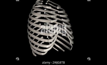 Le costole umane sono ossa piatte che formano parte della gabbia toracica per aiutare a proteggere l'illustrazione organs3d interna gli esseri umani hanno solitamente 24 costole, in 12 coppie 3d il Foto Stock