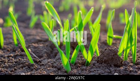 Giovani piantine di frumento che crescono nel suolo. Primo piano di giovani germogli di grano verde che crescono nel suolo Foto Stock