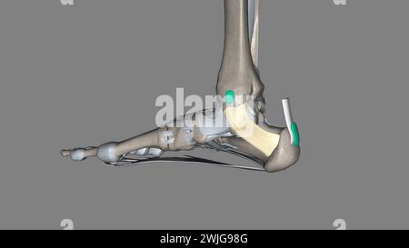 Il retinacolo flessore del piede si estende dal malleolo mediale sopra, fino al calcagno sotto l'illustrazione 3d. Foto Stock