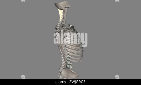 Il legamento nucale è un legamento nella parte posteriore del collo che è continuo con l'illustrazione 3d del legamento supraspinoso Foto Stock