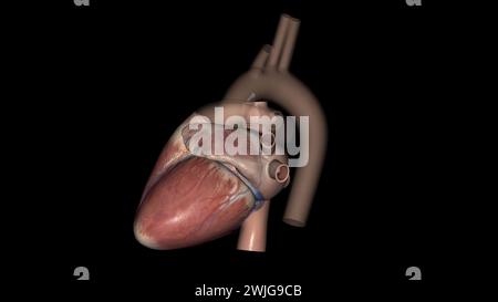 Anatomia cardiaca (esterna) superficie anteriore o sterenocostale: Principalmente l'illustrazione 3d del ventricolo destro Foto Stock