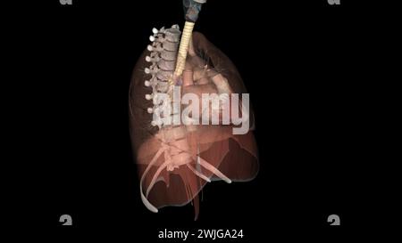 Trachea, nei vertebrati e negli invertebrati, un tubo o un sistema di tubi che porta l'illustrazione 3d dell'aria Foto Stock