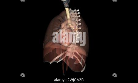 Trachea, nei vertebrati e negli invertebrati, un tubo o un sistema di tubi che porta l'illustrazione 3d dell'aria Foto Stock