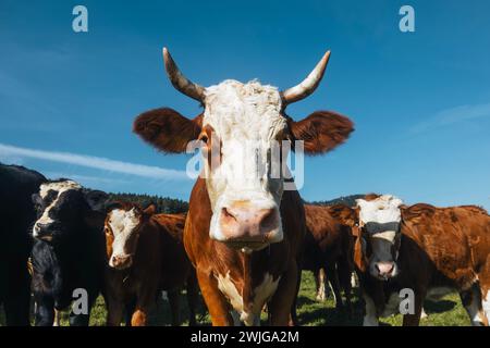 Vista frontale della mucca che conduce il bestiame al pascolo nelle soleggiate giornate estive. Foto Stock