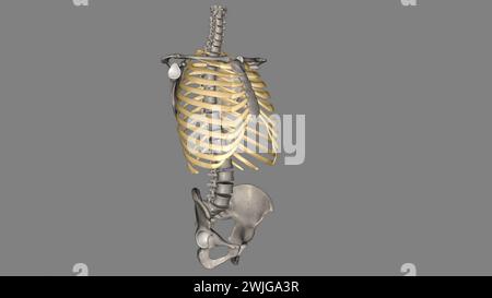 Le costole umane sono ossa piatte che formano parte della gabbia toracica per aiutare a proteggere l'illustrazione organs3d interna gli esseri umani hanno solitamente 24 costole, in 12 coppie 3d il Foto Stock